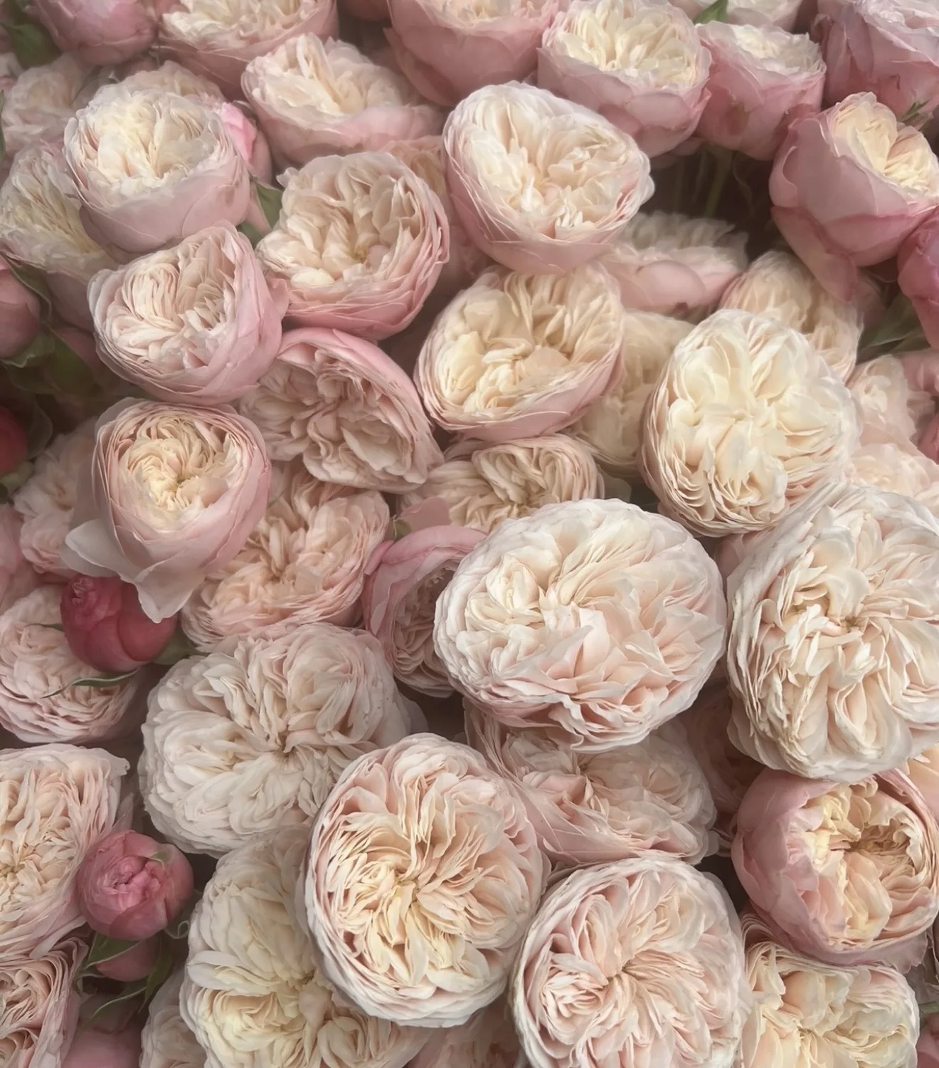 VIP Roses – Our Selection