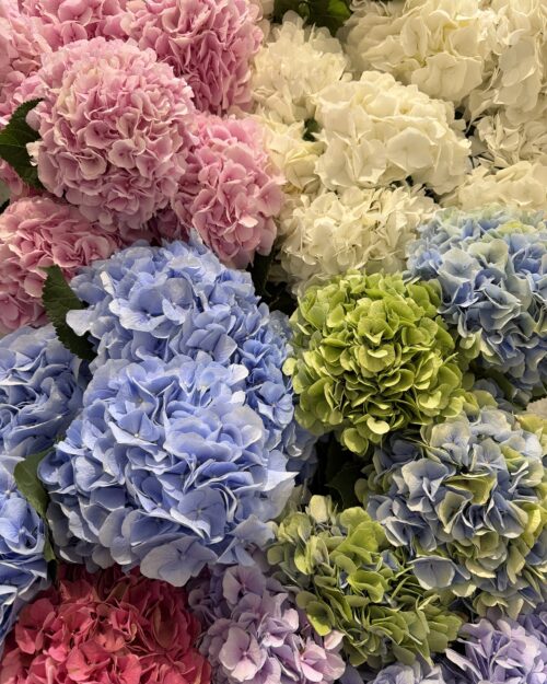Seasonal Dutch Hydrangeas – Our Selection