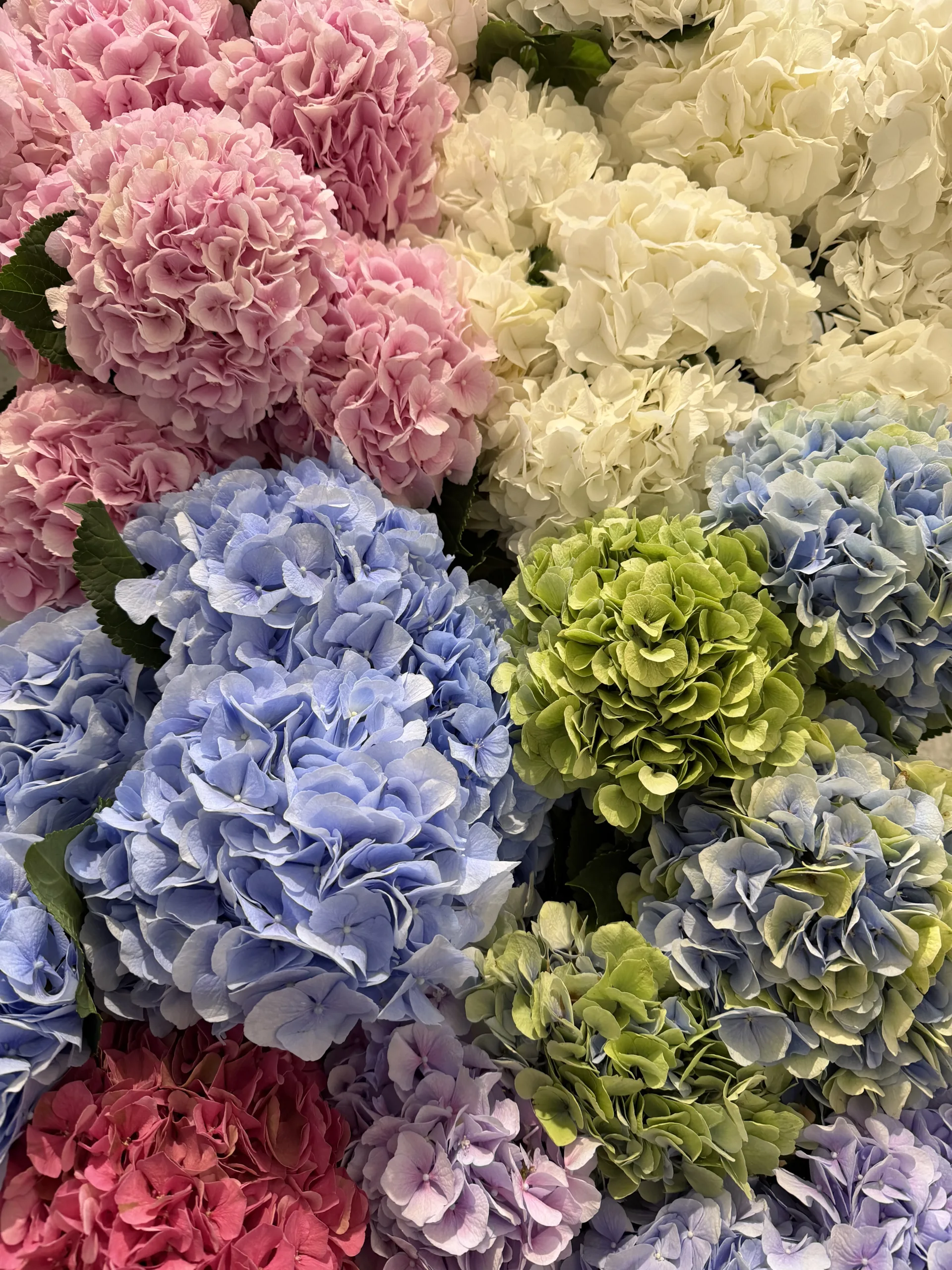 Seasonal Dutch Hydrangeas – Our Selection